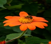 2020 09 01 LyndaleParkRoseGarden 018